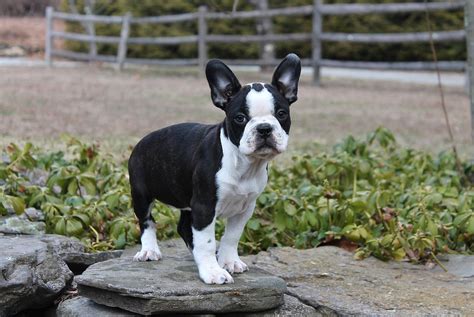 french bulldog boston terrier breeders.